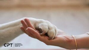 Knowledge Base 11 3 Legal Options To Ensure Pet Care After Your Death